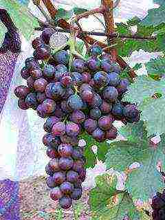 the best varieties of Pavlovsky grapes