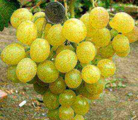 the best varieties of Pavlovsky grapes