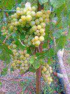 the best varieties of Pavlovsky grapes