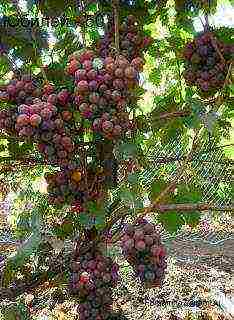 the best varieties of Pavlovsky grapes