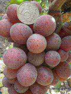 the best varieties of Pavlovsky grapes