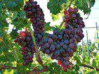 the best varieties of Pavlovsky grapes