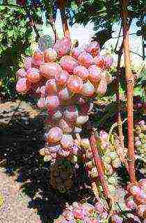 the best varieties of Pavlovsky grapes