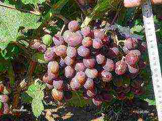 the best varieties of Pavlovsky grapes