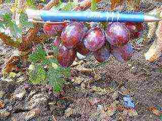 the best varieties of Pavlovsky grapes