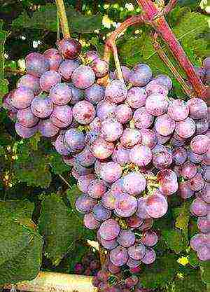 the best grape varieties Volgograd