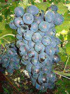 the best grape varieties Volgograd