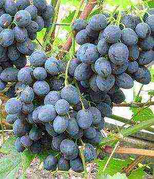 the best grape varieties Volgograd