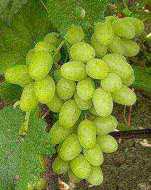 the best grape varieties Volgograd