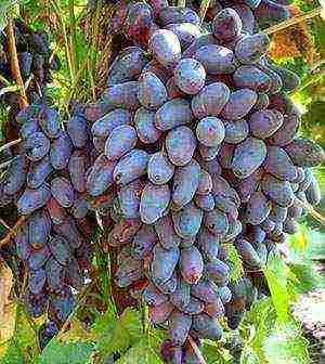 the best grape varieties Volgograd