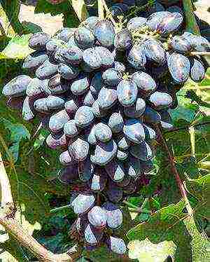 the best grape varieties Volgograd