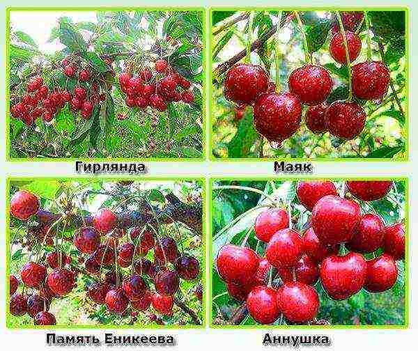 the best varieties of self-fertile cherries