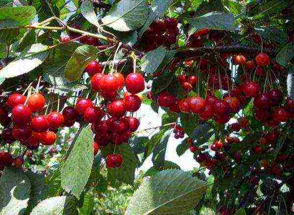 the best varieties of self-fertile cherries