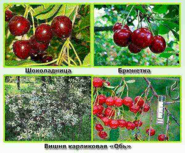 the best varieties of self-fertile cherries