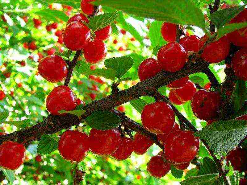 the best varieties of felt cherries