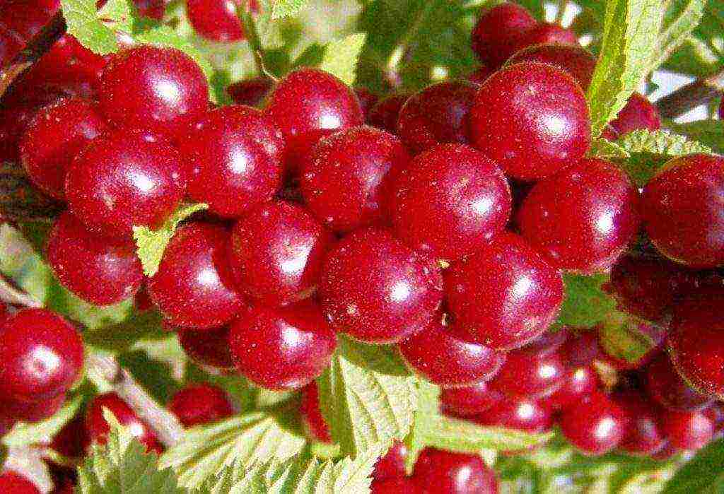 the best varieties of felt cherries