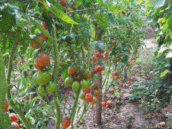 the best varieties of tall tomatoes