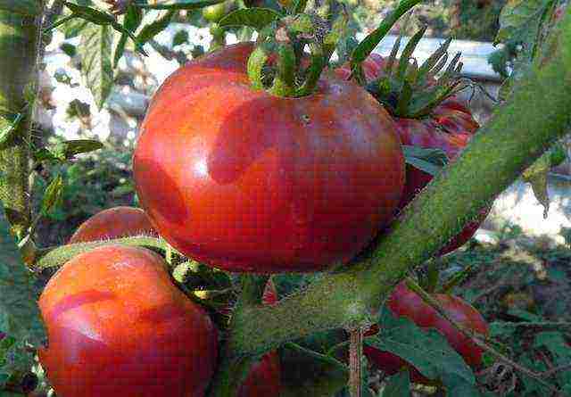 the best varieties of tall tomatoes