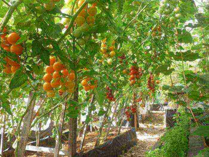 the best varieties of tall tomatoes