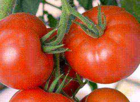 the best varieties of tall tomatoes