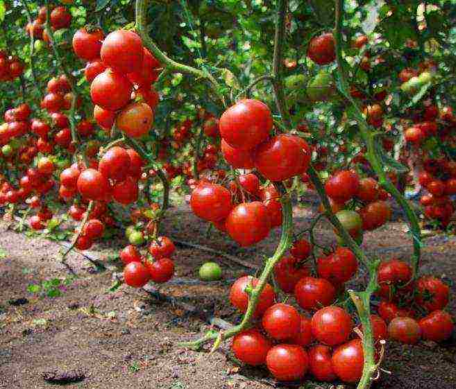 the best varieties of tall tomatoes