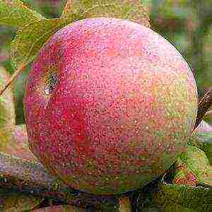 the best varieties of apple trees in Belarus