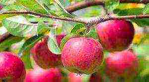 the best varieties of apple trees Belarus