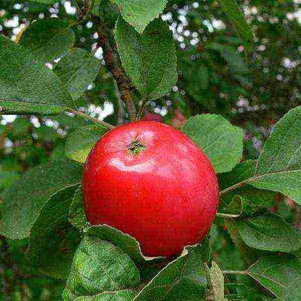 the best varieties of apple trees in Belarus