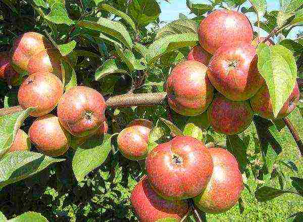 the best varieties of apple trees in Belarus