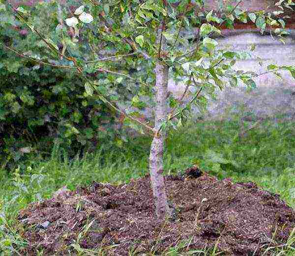 the best varieties of apple trees Belarus