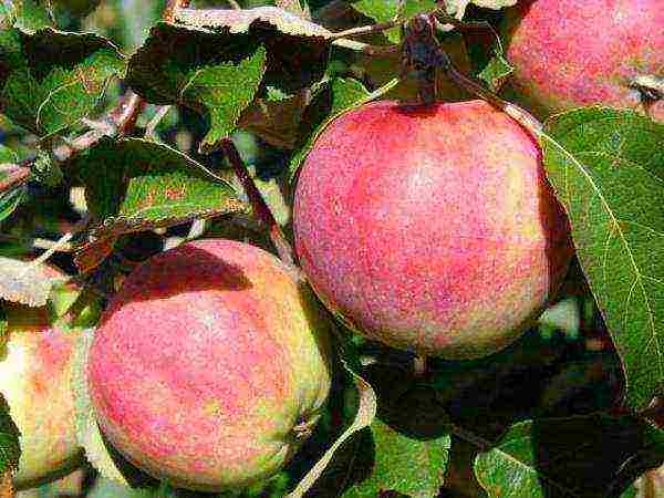 the best varieties of apple trees are frost-resistant