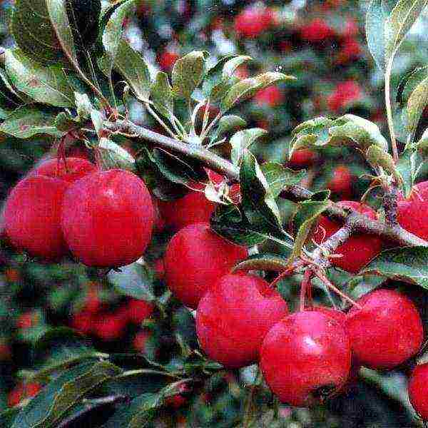 the best varieties of apple trees are frost-resistant