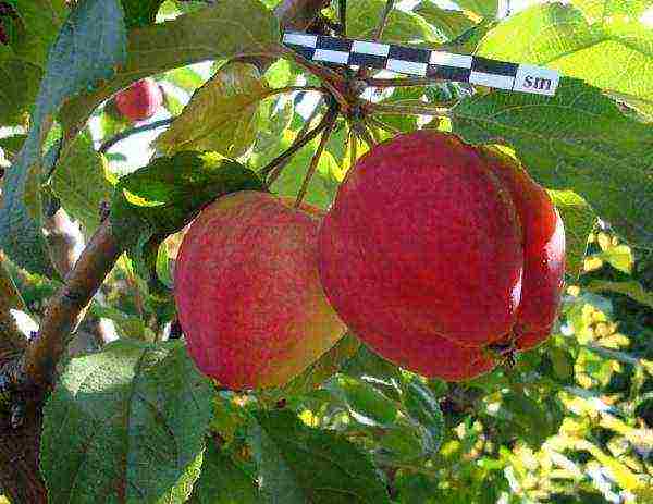 the best varieties of apple trees are frost-resistant