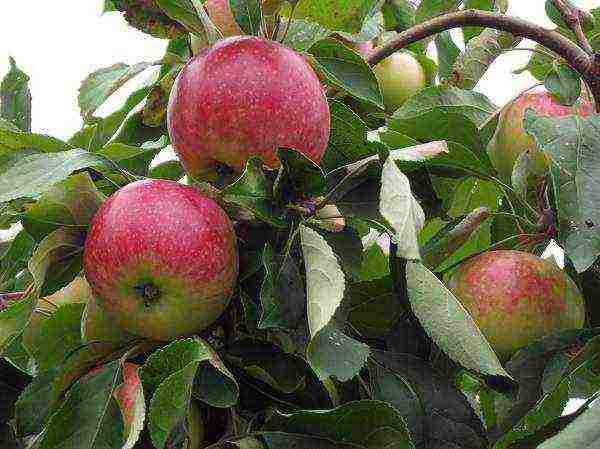 the best varieties of apple trees are frost-resistant