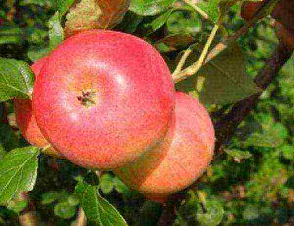 the best varieties of apple trees are frost-resistant