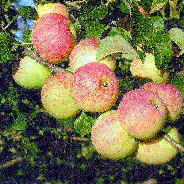 the best varieties of apple trees are frost-resistant