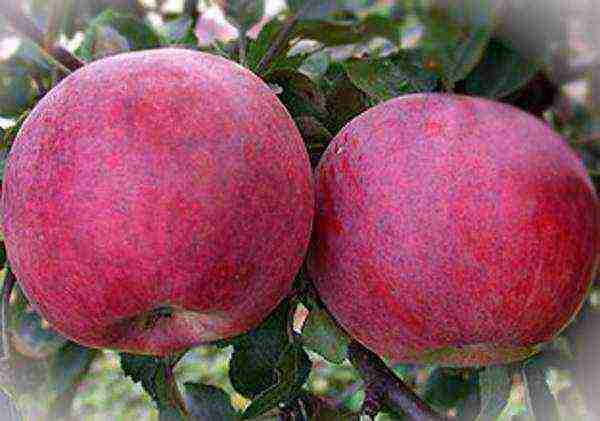 the best varieties of apple trees are frost-resistant