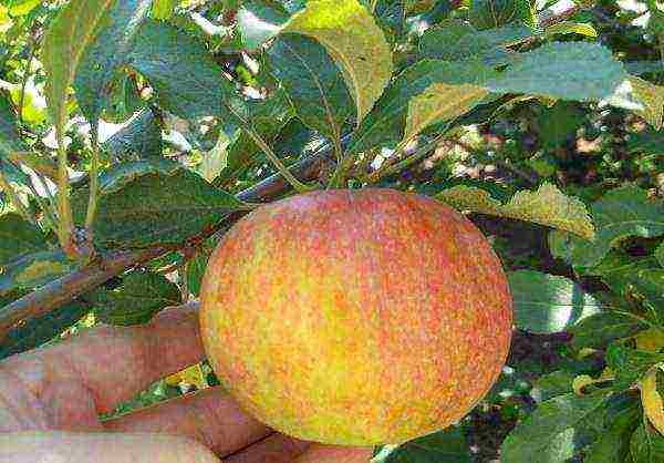 the best varieties of apple trees are frost-resistant