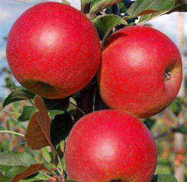 the best varieties of apple trees are frost-resistant