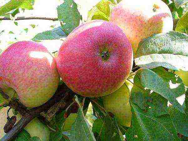 the best varieties of apple trees are frost-resistant