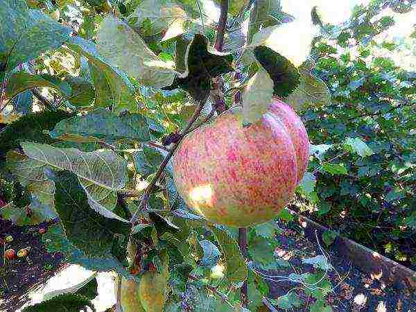 the best varieties of apple trees are frost-resistant