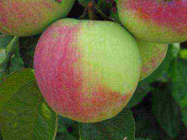 the best varieties of apple trees are frost-resistant