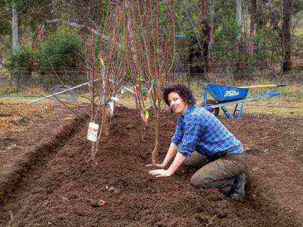 the best varieties of apple trees are frost-resistant