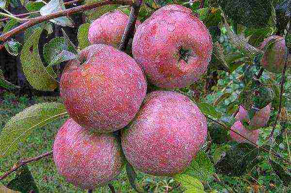 the best varieties of apple trees are frost-resistant