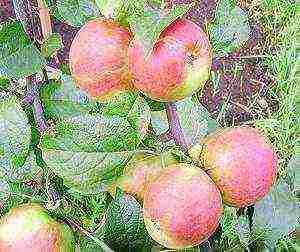 the best varieties of apple trees are frost-resistant