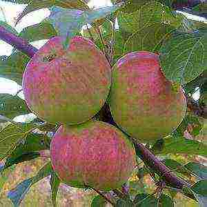 the best varieties of apple trees are frost-resistant