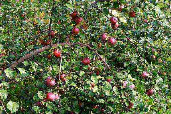 the best varieties of undersized apple trees