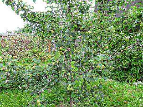 the best varieties of undersized apple trees