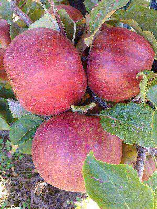 the best varieties of undersized apple trees