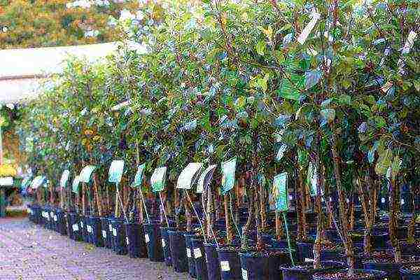 the best varieties of undersized apple trees